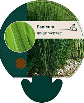 Panicum virgatum 'Northwind' Pot 9 cm