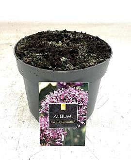 Allium 'Purple Sensation' Pot 2 Liter