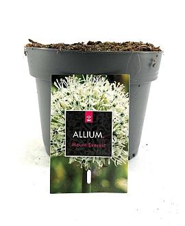 Allium stipitatum 'Mount Everest' Pot 2 Liter