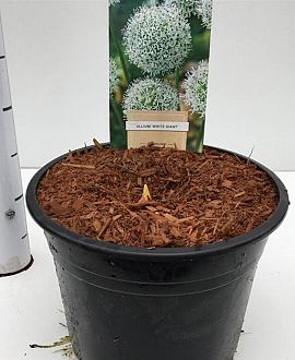 Allium stipitatum 'White Giant' Pot 4 liter 25-30cm