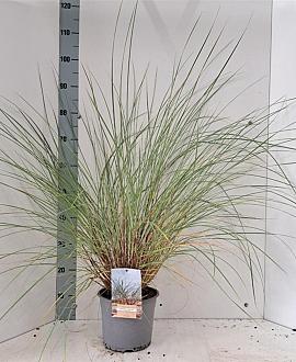 Ammophila arenaria Pot 4 Liter 50 - 60 cm