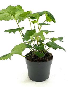 Anemone h. 'September Charm' Pot 2 Liter