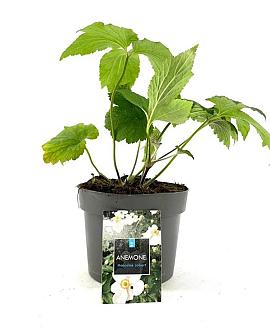 Anemone hyb. 'Honorine Jobert' Pot 2 Liter