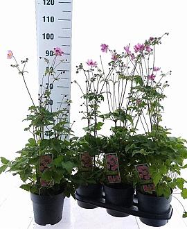 Anemone hyb. 'Serenade' Pot 3 Liter 30 - 40 cm