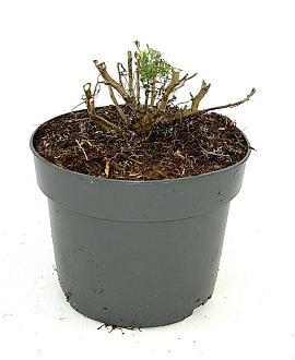 Artemisia 'Powis Castle' Pot 2 Liter
