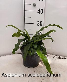 Asplenium scolopendrium Pot 2 Liter 20 - 30 cm
