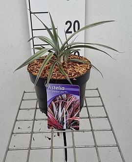 Astelia Red Shadow Pot 2 Liter 20 - 30 cm