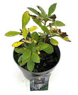 Aster frikartii 'Mönch' Pot 2 Liter