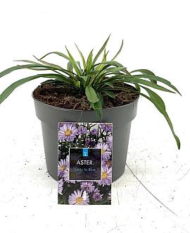 Aster (D) 'Lady in Blue' Pot 2 Liter