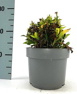 Aster (D) 'Schneekissen' Pot 2 Liter 20 - 30 cm