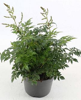 Astilbe (S) 'Hennie Graafland' Pot 2 Liter