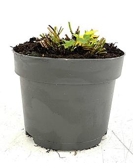 Astrantia 'Buckland' Pot 2 Liter