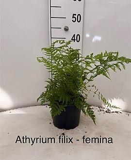 Athyrium filix-femina Pot 2 liter 25-30cm