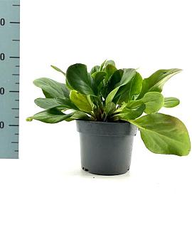 Bergenia 'Bressingham White' Pot 2 Liter