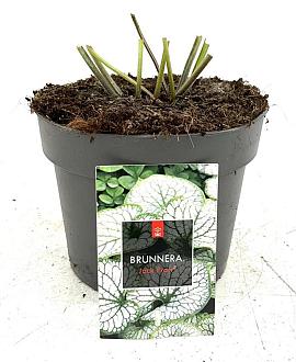 Brunnera macr. 'Jack Frost' Pot 2 Liter