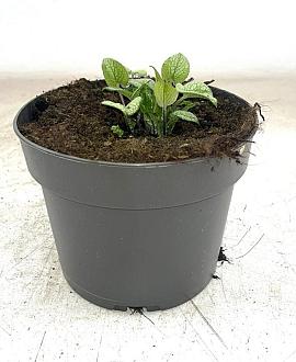 Brunnera macr. 'Sterling Silver' Pot 2 Liter