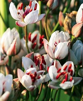 Butomus umbellatus Pot 9 cm