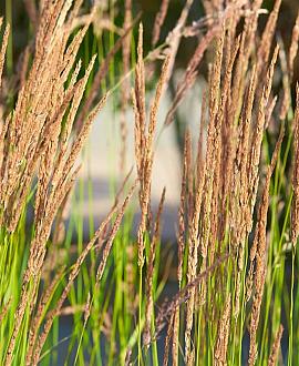 Calamagrostis acut. 'Karl Foerster' Pot 5 Liter 