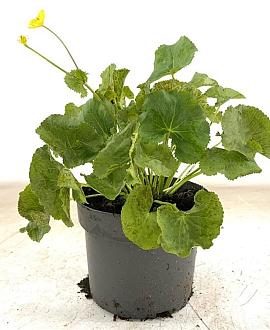 Caltha palustris Pot 2 Liter