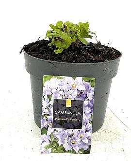Campanula lact. 'Prichard's Var.' Pot 2 Liter