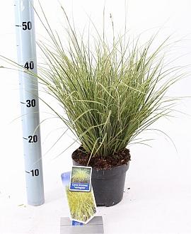 Carex brunnea 'Aureomarginata' Pot 2 liter 25-30cm