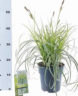 Carex 'Feather Falls' Pot 3 liter 25-30cm