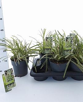 Carex morrowii 'Goldband' Pot 2 Liter 20 - 30 cm