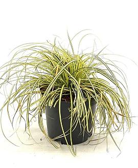 Carex oshim. Evercolor Everoro Pot 2 Liter 20 - 30 cm