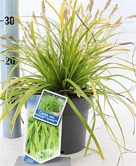 Carex oshim. 'Everillo' Pot 2 Liter 20 - 30 cm