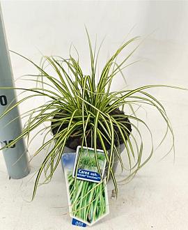 Carex oshim. 'Eversheen' Pot 2 Liter 20 - 30 cm