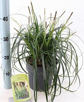 Carex Ribbon Falls Pot 3 liter 25-30cm