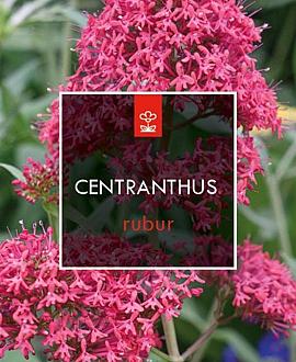 Centranthus ruber 'Coccineus' Pot 2 Liter