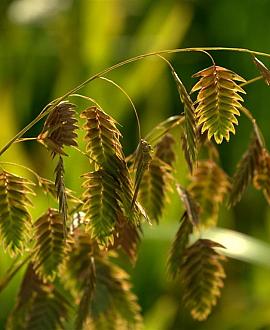 Chasmanthium latifolium Pot 5 Liter 