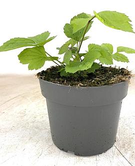 Clematis 'China Purple' Pot 2 Liter