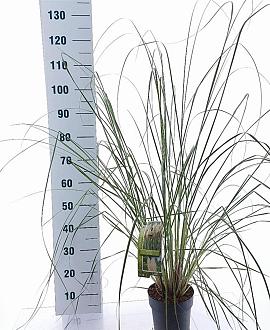 Cortaderia s. 'Evita' Pot 3 Liter 60 - 80 cm
