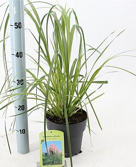 Cortaderia s. 'Pink Feather' Pot 2 Liter60 - 80 cm