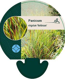 Panicum virgatum 'Rehbraun' Pot 9 cm