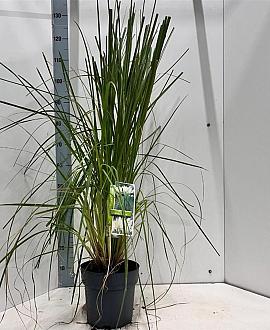 Cortaderia s. 'White Feather' Pot 5 Liter 50 - 60 cm
