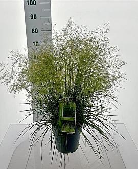 Deschampsia cesp. 'Tardiflora' Pot 12 liter 80 - 100 cm