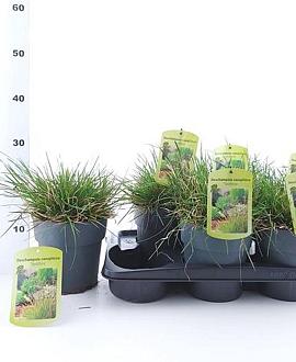 Deschampsia cesp. 'Tardiflora' Pot 2 Liter40 - 60 cm