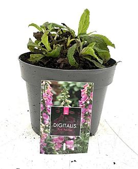 Digitalis purpurea Pot 2 Liter