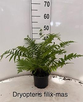 Dryopteris filix-mas Pot 2 liter 25-30cm