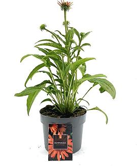 Echinacea Lakota Orange Pot 2 Liter