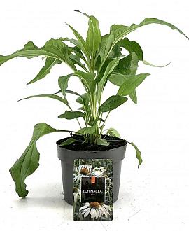 Echinacea p. 'Alba' Pot 2 Liter