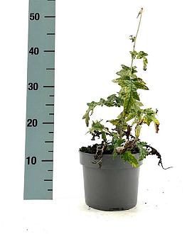 Echinops bannaticus 'Taplow Blue' Pot 2 Liter