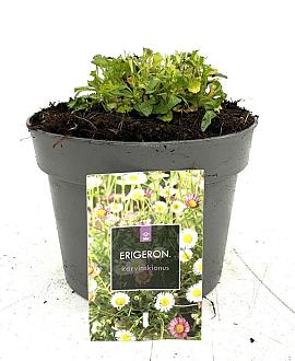 Erigeron karvinskianus Pot 2 Liter
