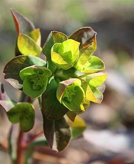 Euphorbia amygdal. 'Purpurea' Pot 2 Liter