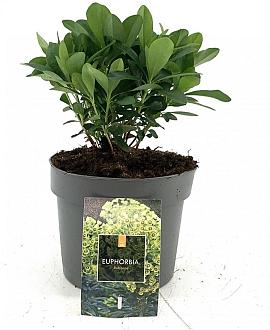 Euphorbia amygdal. robbiae Pot 2 Liter
