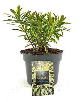 Euphorbia 'Ascot Rainbow' Pot 2 Liter