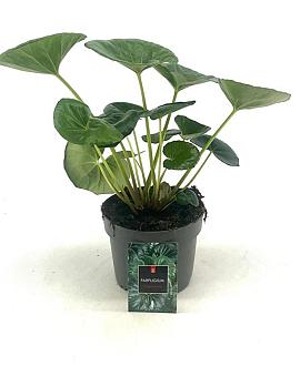 Farfugium japonicum giganteum Pot 2 Liter
